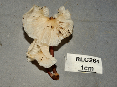 Marasmius congregatus