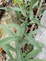 Solidago juliae