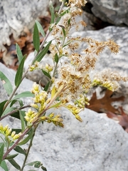 Solidago juliae