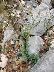 Solidago juliae