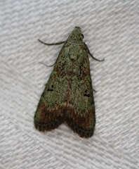 Heteromicta tripartitella