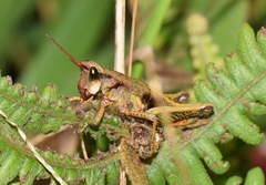 Aspidophyma americana
