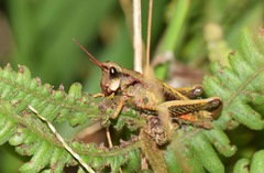 Aspidophyma americana