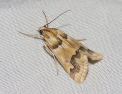 Pseudoschinia elautalis