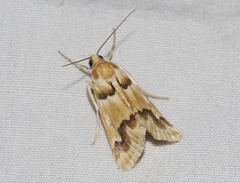 Pseudoschinia elautalis