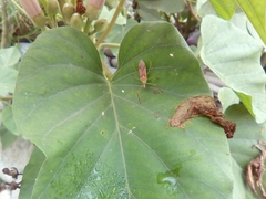 Zelus renardii