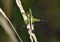 Paramastax mariaetheresiae