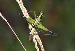 Paramastax mariaetheresiae