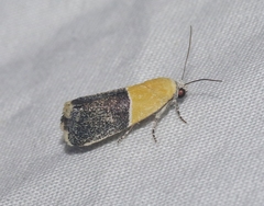 Ponometia clausula