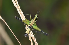 Paramastax mariaetheresiae