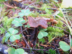 Gymnopus fuscopurpureus