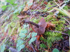 Gymnopus fuscopurpureus