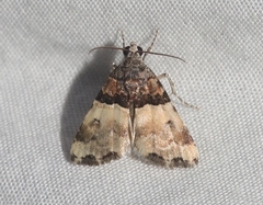 Cobubatha dividua