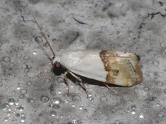 Ponometia elegantula