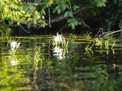Crinum natans, photograph 4