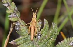 Aspidophyma americana