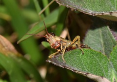 Aspidophyma americana