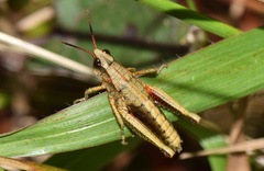 Aspidophyma americana