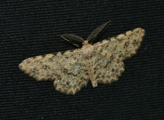 Stenoporpia pulchella