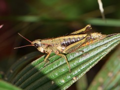 Aspidophyma americana