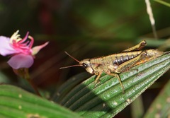 Aspidophyma americana