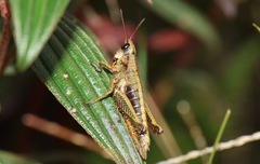 Aspidophyma americana