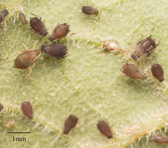 Aphis fabae solanella