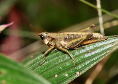 Aspidophyma americana