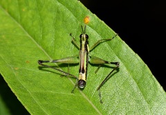 Paramastax mariaetheresiae