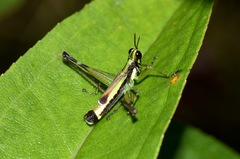 Paramastax mariaetheresiae