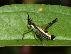 Paramastax mariaetheresiae