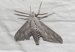Sphinx asellus