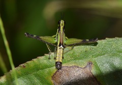 Paramastax mariaetheresiae