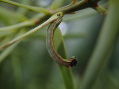Geometridae