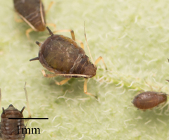 Aphis fabae solanella