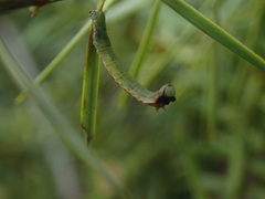 Geometridae