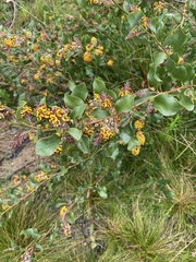 Daviesia leptophylla