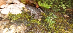Chaperina fusca