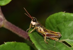 Aspidophyma americana