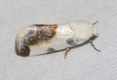 Acontia chea