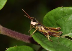 Aspidophyma americana