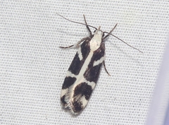 Epilechia catalinella