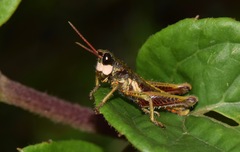 Aspidophyma americana