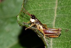 Aspidophyma americana