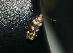Filatima arizonella