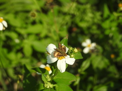 Potanthus pseudomaesa