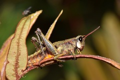 Aspidophyma americana