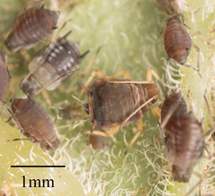 Aphis fabae solanella