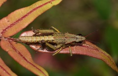 Aspidophyma americana