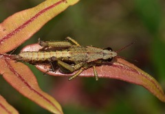 Aspidophyma americana